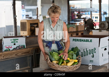 Frau, arrangieren, Zucchini, Kürbis und Kohl in einem Korb Stockfoto