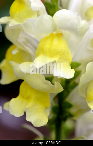 Löwenmaul (Antirrhinum Majus) Blumen nah oben, England, UK Stockfoto