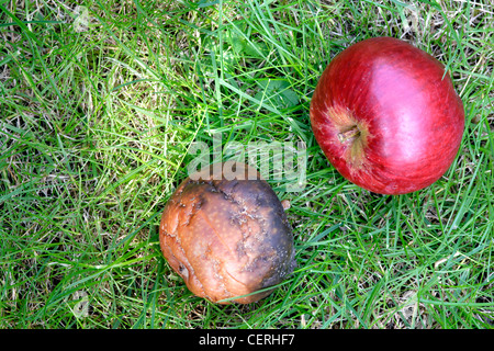 Reif und faule Äpfel in Rasen in der Nähe auf, England, UK Stockfoto