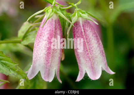 Glockenblumen - Campanula Takesimana "Elizabeth" Stockfoto