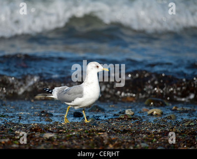 MEW oder gemeinsame Gull Fütterung an der Küste bei Qualicum, Vancouver Island, Britisch-Kolumbien. Kanada.  SCO 8039 Stockfoto