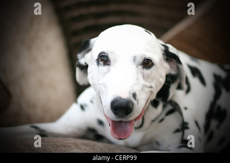 Niedlichen Dalmatiner auf dem sofa Stockfoto