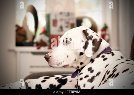 Niedlichen Dalmatiner auf dem sofa Stockfoto