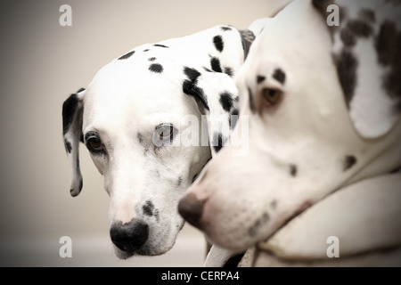 Niedlichen Dalmatiner auf dem sofa Stockfoto