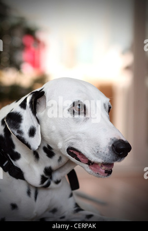 Niedlichen Dalmatiner auf dem sofa Stockfoto