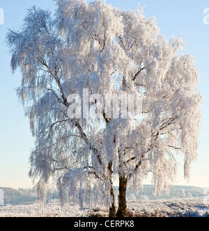 Schönheit der Winter mit Frost bedeckt Baum im frühen Winter auf Cannock Chase AONB (Gebiet von außergewöhnlicher natürlicher Schönheit) in Staffordshir Stockfoto