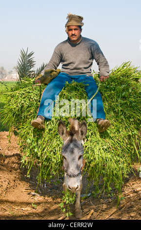 Mann auf Esel Minya Ägypten Stockfoto