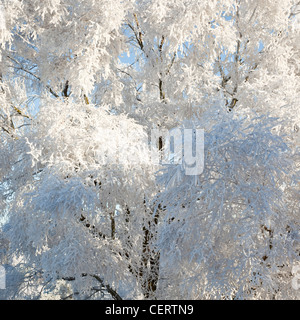 Schönheit der Winter mit Frost bedeckt Baum im frühen Winter auf Cannock Chase AONB (Gebiet von außergewöhnlicher natürlicher Schönheit) Staffordshire Stockfoto
