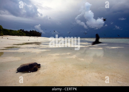 Suppenschildkröte (Chelonia Mydas) geht es zurück nach Meer nach Verschachtelung durch einen stürmischen Morgendämmerung, North West Island, Great Barrier Reef Stockfoto