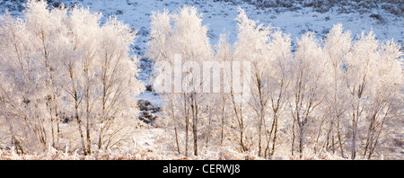 Schöne Winter-Szene strengem Frost auf Zeile von Birken, Milford Hills im Frühwinter Cannock Chase Country Park AONB Stockfoto