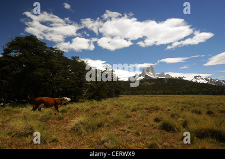 Kuh im Fahrerlager unter Monte Fitz Roy, Nationalpark Los Glaciares, Patagonien, Argentinien Stockfoto