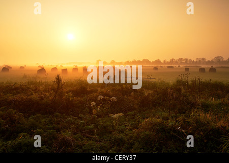 Geerntete Heuballen im Nebel bei Sonnenaufgang in der Norfolk-Landschaft. Stockfoto