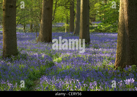 Ein Bluebell Wood in Blickling in Norfolk. Stockfoto