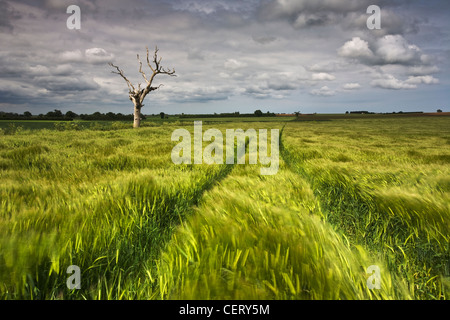 Ein toter Baum und Gerste Feld während eines Sturms in der Norfolk-Landschaft. Stockfoto