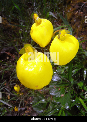 Gelben Slipper Orchidee (Calceolaria SP.) in den Wäldern des Nationalpark Lanin, Neuquen, Argentinien Stockfoto