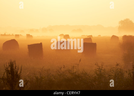 Heuballen im Nebel am frühen Morgen bei Sonnenaufgang in der Norfolk-Landschaft. Stockfoto