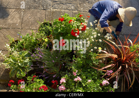 Frau (Modell freigegeben) tendenziell Blumentöpfe in einem Garten, Dorset, England, UK Stockfoto