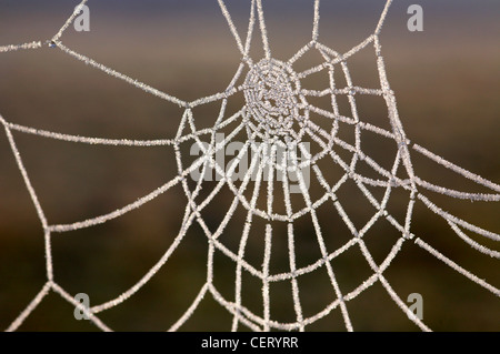 Eine gefrorene Spinnen Web auf den Norfolk Broads. Stockfoto