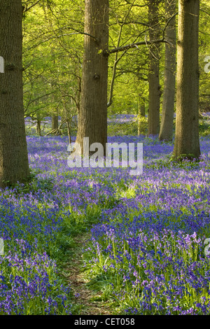 Bluebell Wald in Blickling in Norfolk. Stockfoto