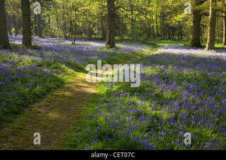 Bluebell Wald in Blickling in Norfolk. Stockfoto