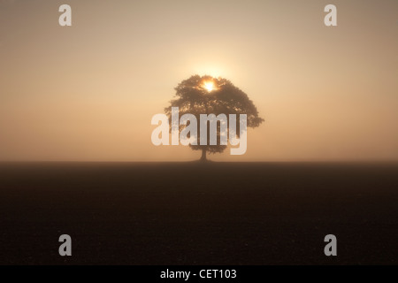 Eine neblige Sicht einer Silhouette Struktur bei Sonnenaufgang in der Norfolk-Landschaft. Stockfoto