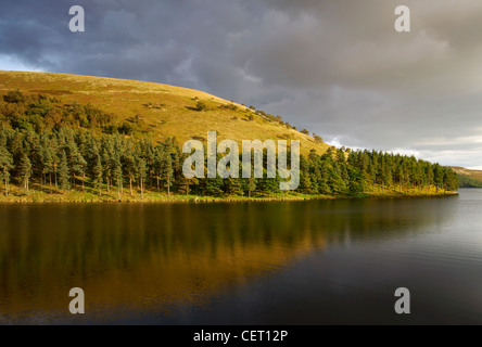 Kiefern säumen das Ufer des Stausees im Upper Derwent Valley. Stockfoto
