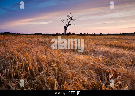 Ein toter Baum sitzen in einem Gerstenfeld in der Norfolk-Landschaft. Stockfoto