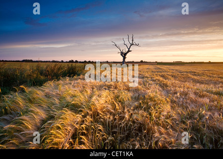 Ein toter Baum sitzen in einem Gerstenfeld in der Norfolk-Landschaft. Stockfoto