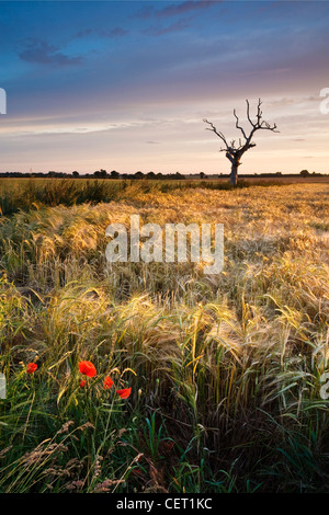 Ein toter Baum sitzen in einem Gerstenfeld in der Norfolk-Landschaft. Stockfoto