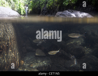 Dschungel Barsch (Kuhlia Rupestris) im Pool unter Wainibau Falls, Lavena Coastal Walk, Bouma Natural Heritage Park, Taveuni, Fidschi Stockfoto