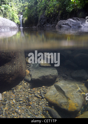 Dschungel Barsch (Kuhlia Rupestris) im Pool unter Wainibau Falls, Lavena Coastal Walk, Bouma Natural Heritage Park, Taveuni, Fidschi Stockfoto