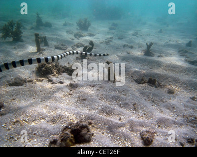 Gebändert Meer Krait (Laticauda Colubrina) schwimmen über sandigen Riff, Lautoka, Fidschi Stockfoto