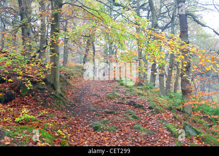 Padley Schlucht im Herbst, eine der schönsten verbleibenden Beispiele von Eichen und Birken-Wald, der einst viele Dark Peak Vall bedeckte Stockfoto