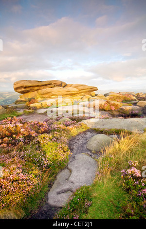 Morgendämmerung auf Heather von einem Felsvorsprung auf Stanage Edge, den längsten Gritstone-Rand in England, in der Peak District National P Stockfoto