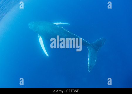Ein Erwachsener Buckelwal, Impressionen Novaeangliae Oberflächen zu atmen. Normal atmen Erwachsene alle 15 bis 20 Minuten. Stockfoto