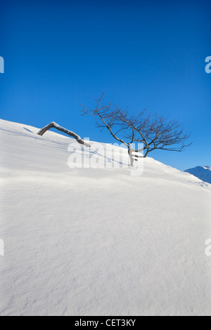 Eine schiefe Hawthorne Baum am Rushup Rand nach einem Schneefall in der Peak District National Park. Stockfoto