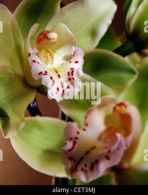 Grünen Cymbidium Orchideen, zwei in close-up Studio vertikale Foto.  Flachen Fokus, engen Ernte. Aus der Familie der Orchidaceae. Stockfoto