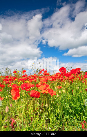 Mohn wächst in einem Feld in der Nähe von Castle Acre in der Norfolk-Landschaft im Sommer. Stockfoto