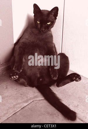 Katze sitzt in der Ecke mit gespreizten Beinen. Lustige skurrile, alberne vertikale Sepia-farbige Schwarz-Weiß-Fotografie. Birmanische Rasse der Katze Stockfoto