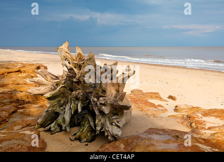 Die Überreste eines Baumes stumpf am Strand von Covehithe an der Küste von Suffolk. Stockfoto