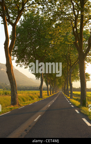 Straße gesäumt mit einer Allee von Bäumen im Val du Fenouillet, Languedoc, Frankreich Stockfoto