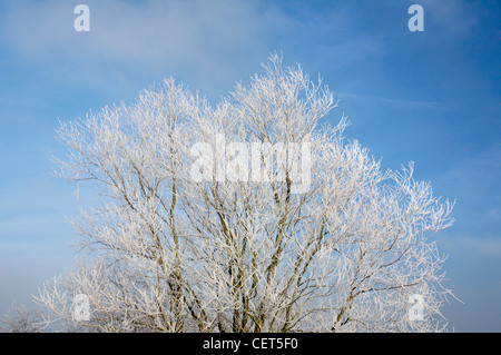 Eine frostige Baum in der Nähe von St Benets Abbey auf den Norfolk Broads nach einem Winter Rauhreif. Stockfoto