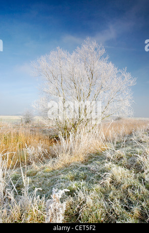 Gefrorenen Sumpf Land nahe St Benets Abbey auf den Norfolk Broads nach einem Winter Rauhreif. Stockfoto