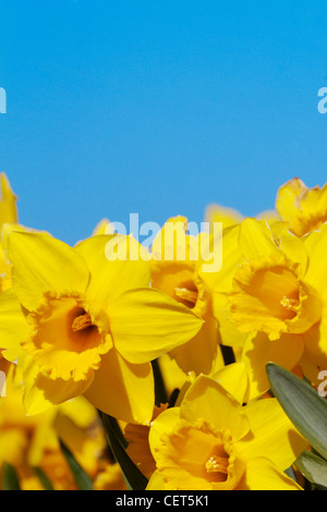 Hellen und lebendigen Frühling Narzissen vor einem blauen Himmel in der Norfolk-Landschaft. Stockfoto