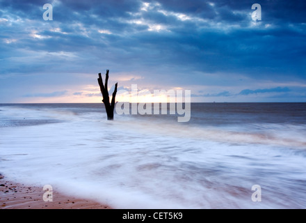 Die Flut hetzen einem toten Baum am Strand von Benacre an der Küste von Suffolk im Morgengrauen. Stockfoto