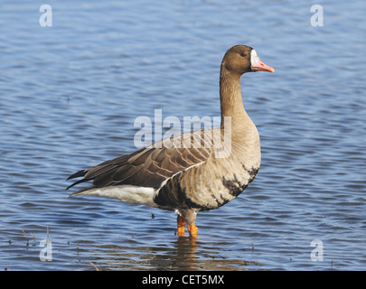 Gans mit weißer Fassade - Anser albifrons, hier im Wasser stehend gesehen. Stockfoto