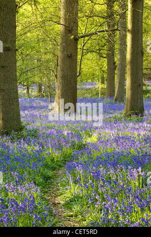 Ein Waldweg durch Glockenblumen in Blickling in Norfolk. Stockfoto