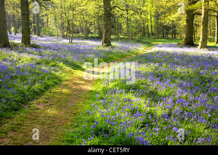 Ein Waldweg durch Glockenblumen in Blickling in Norfolk. Stockfoto