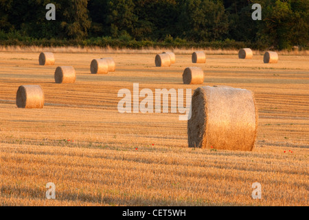 Ballen Heu und Mohn in der Norfolk-Landschaft. Stockfoto