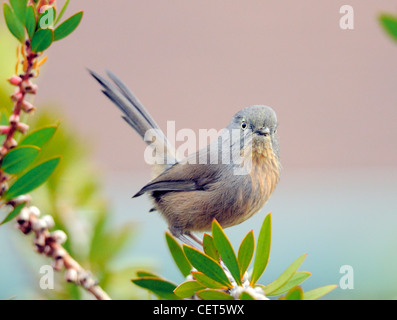 Wrentit - Chamaea fasciata-vor einem Hintergrund verschwommen..EIN Waldvögel von Nordamerika, hier auf einem Zweig thront. Stockfoto